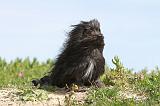 PETIT CHIEN LION 089